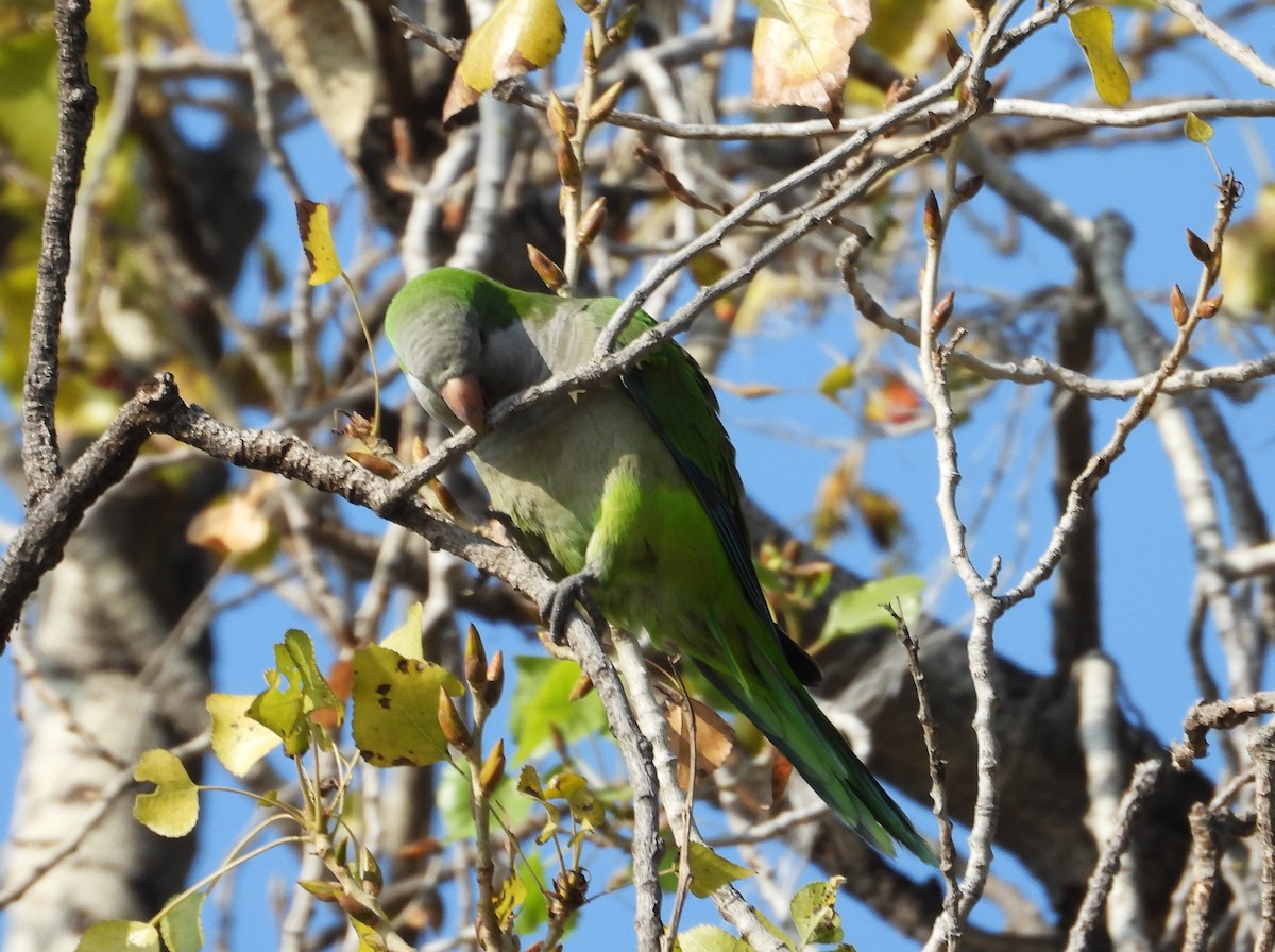 Калита сіроволий - ML647866507
