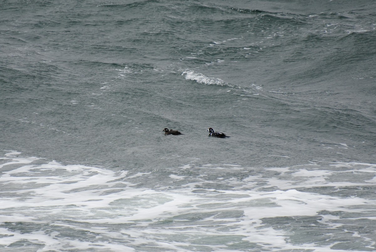 Palyaço Ördeği - ML647866515