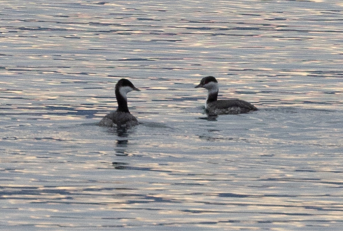 Красношейная поганка - ML647866527