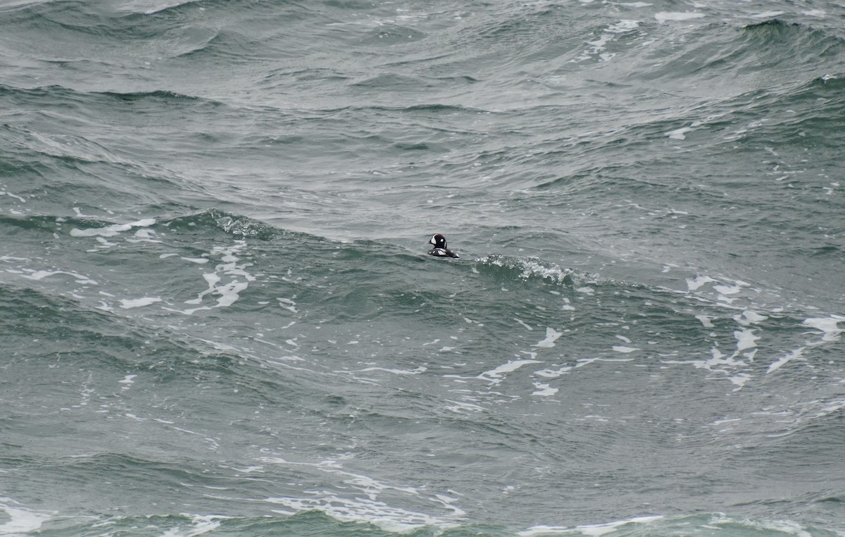 Palyaço Ördeği - ML647866555