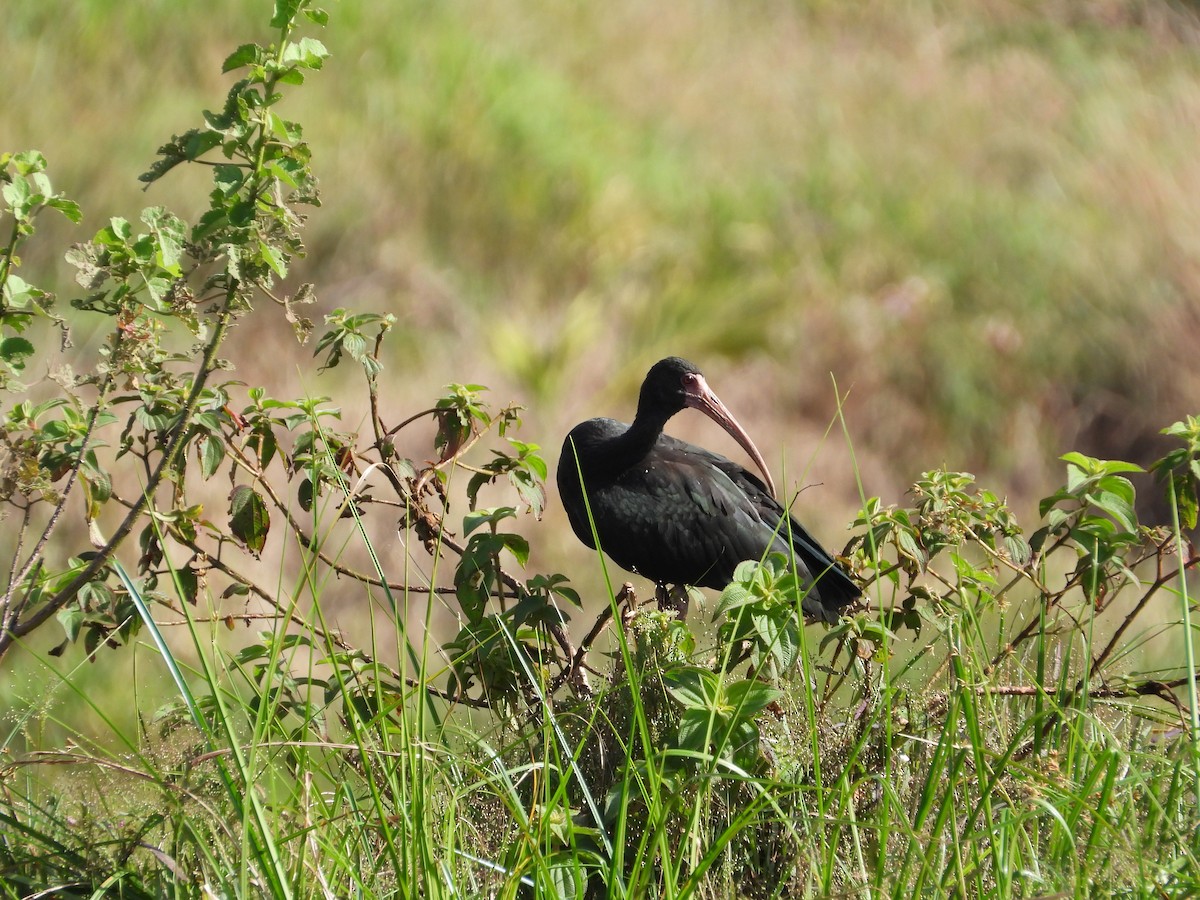 Ibis Afeitado - ML647866559