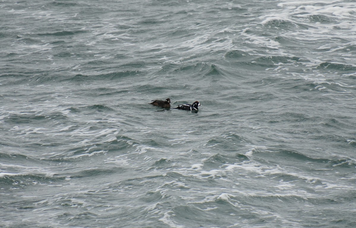 Palyaço Ördeği - ML647866565