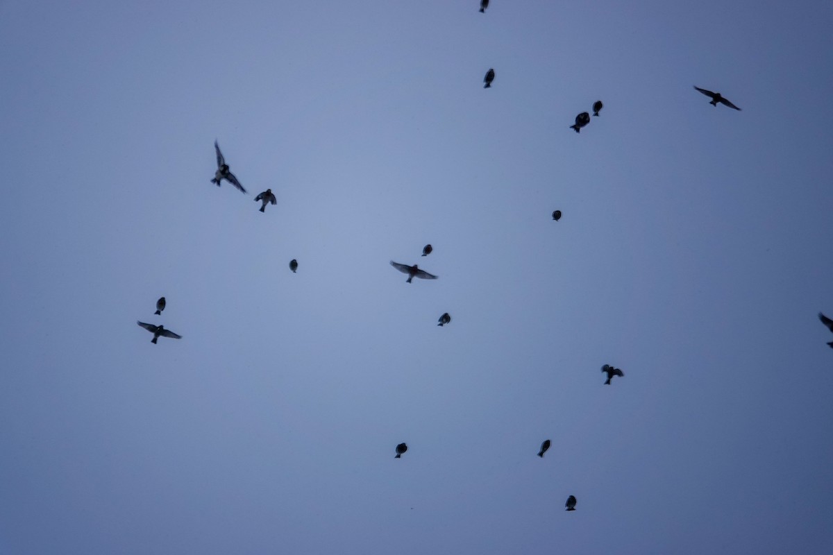 House Sparrow - ML647866568