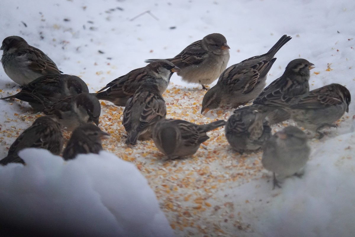 House Sparrow - ML647866570