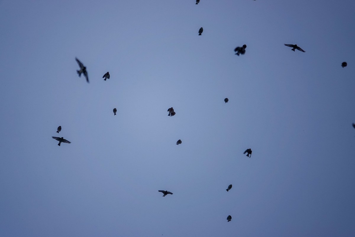 House Sparrow - ML647866571