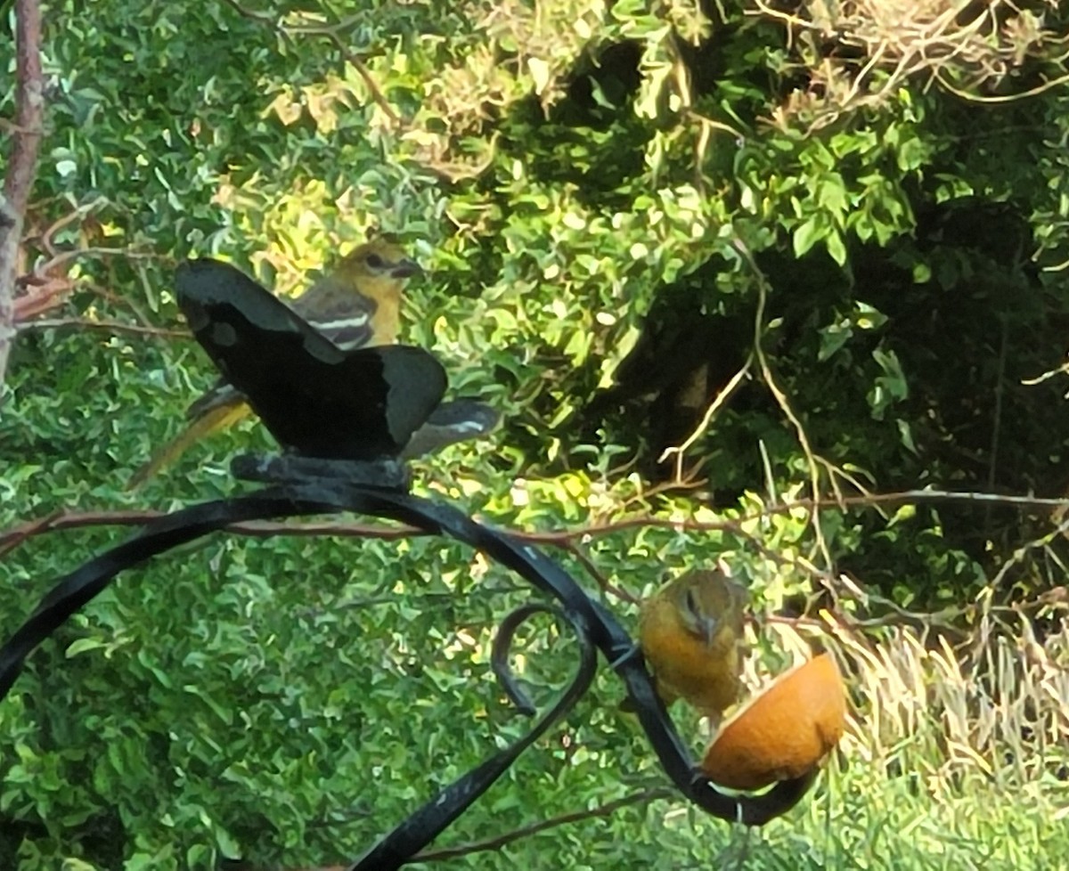 Baltimore Oriole - ML647866584