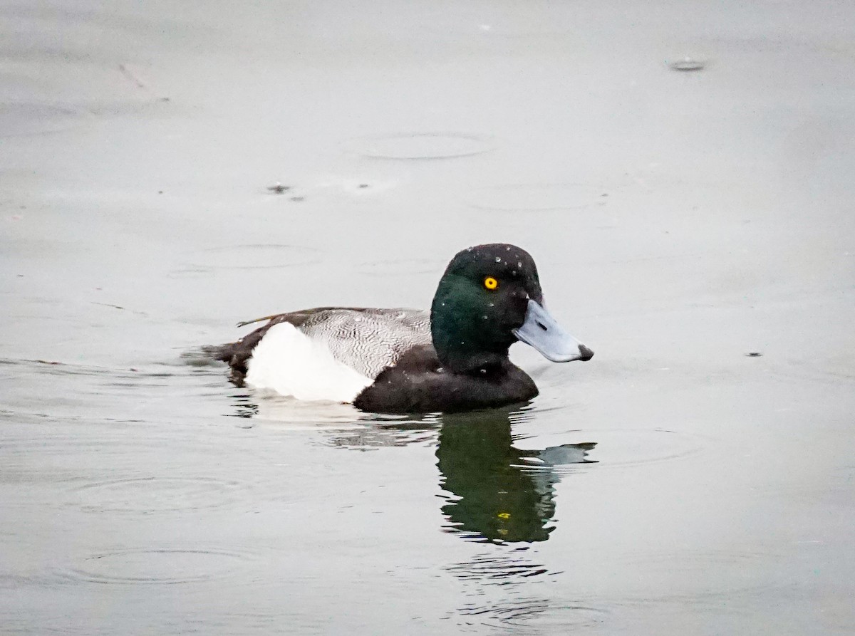 Lesser Scaup - ML647866585