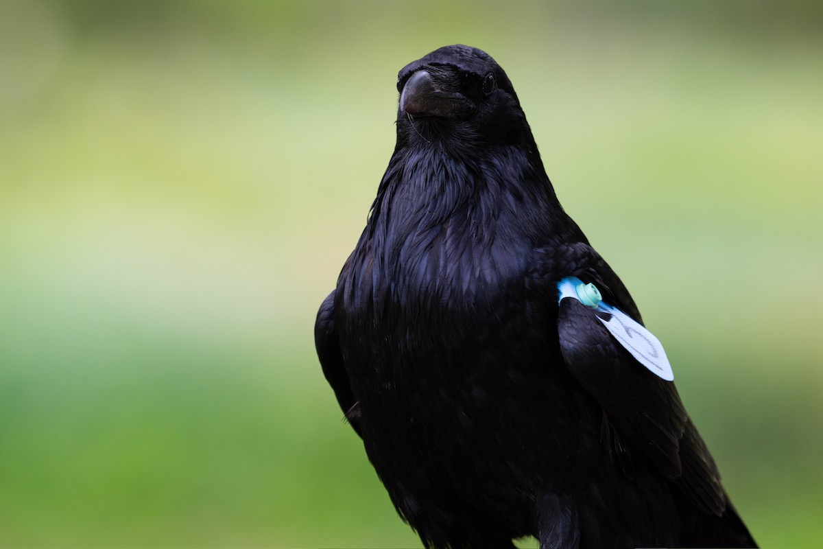 Common Raven - ML647866589