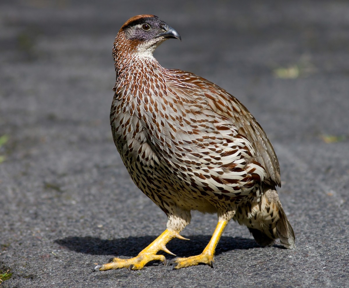 Erckel's Spurfowl - ML647866591