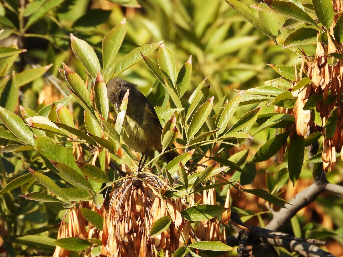 Orange-crowned Warbler - ML647866592
