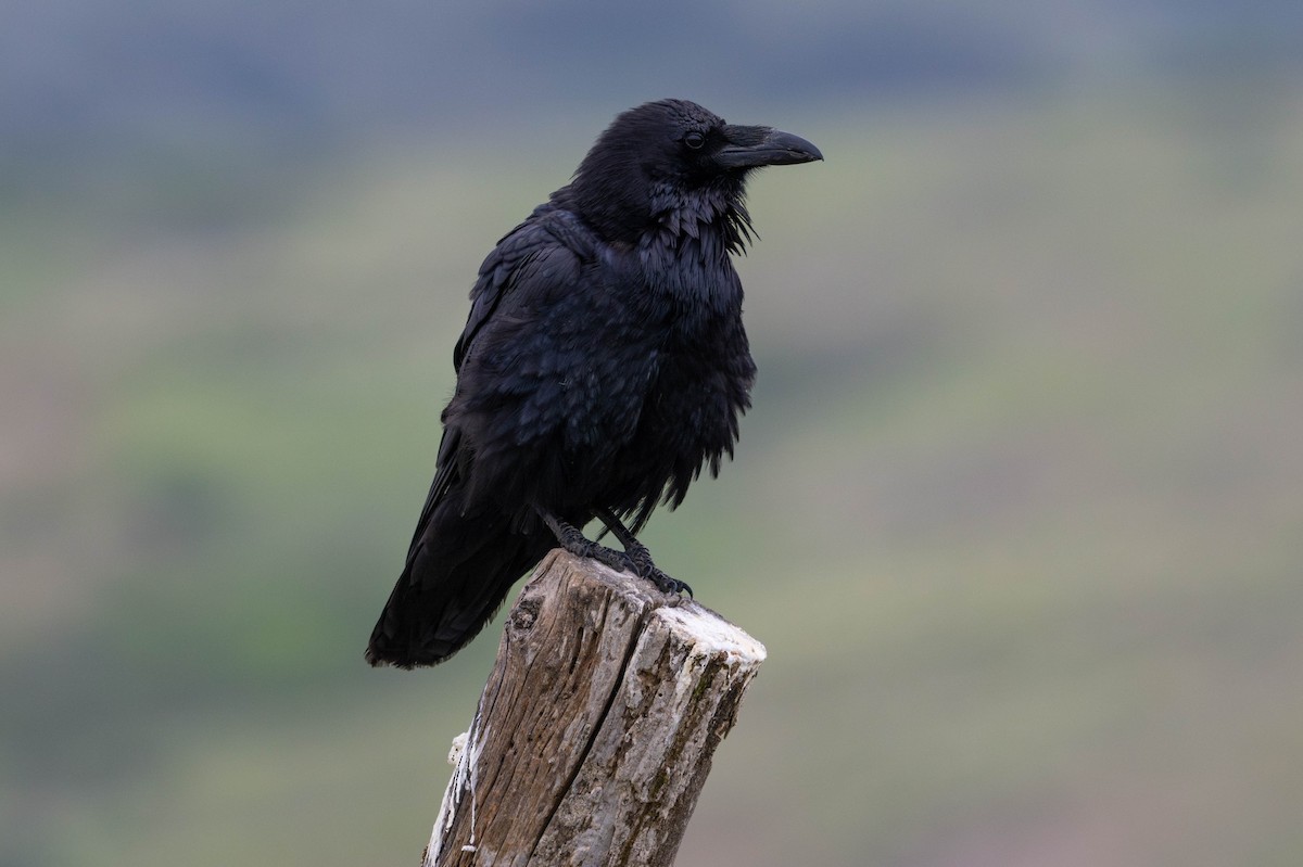 Common Raven - ML647866593
