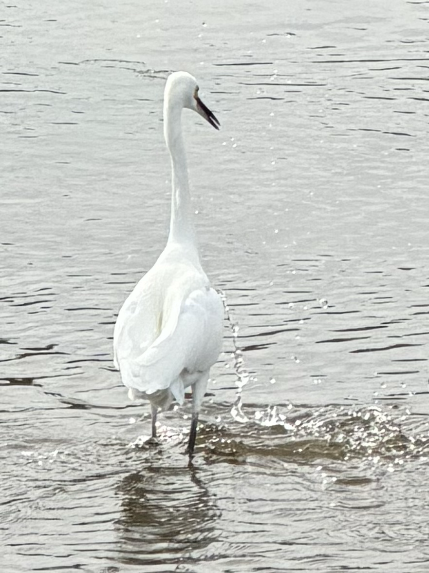 Snowy Egret - ML647866595
