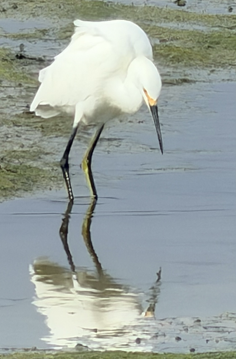 Snowy Egret - ML647866597
