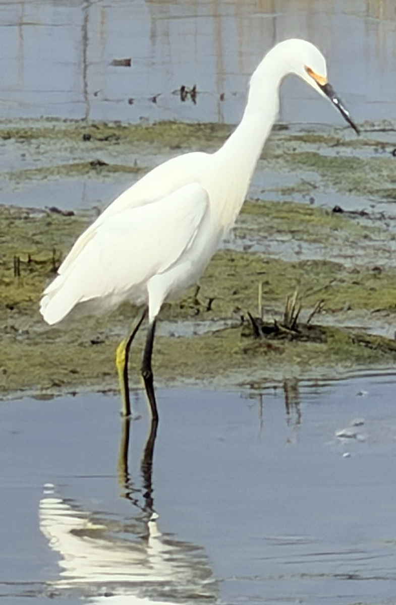 Snowy Egret - ML647866601