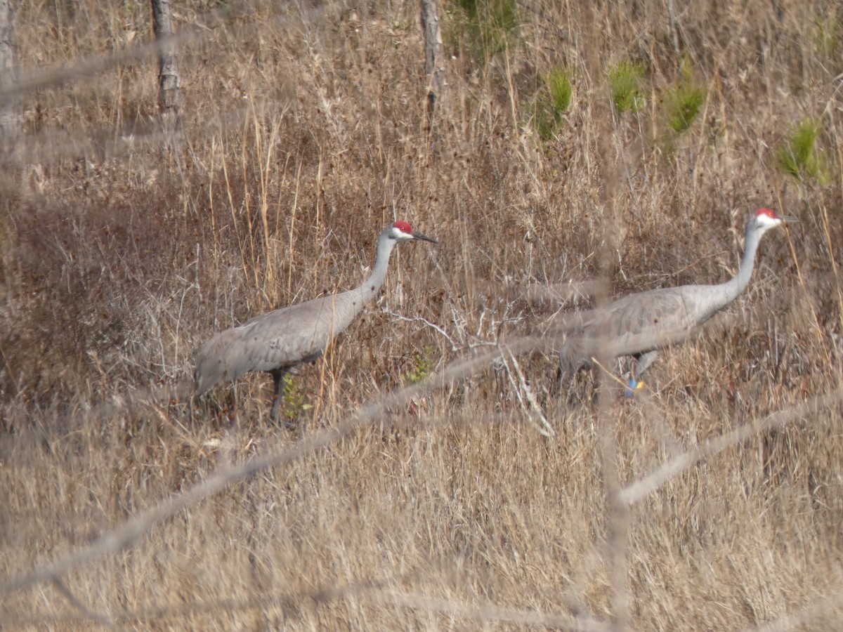 Sandhill Crane (Mississippi) - ML647866631