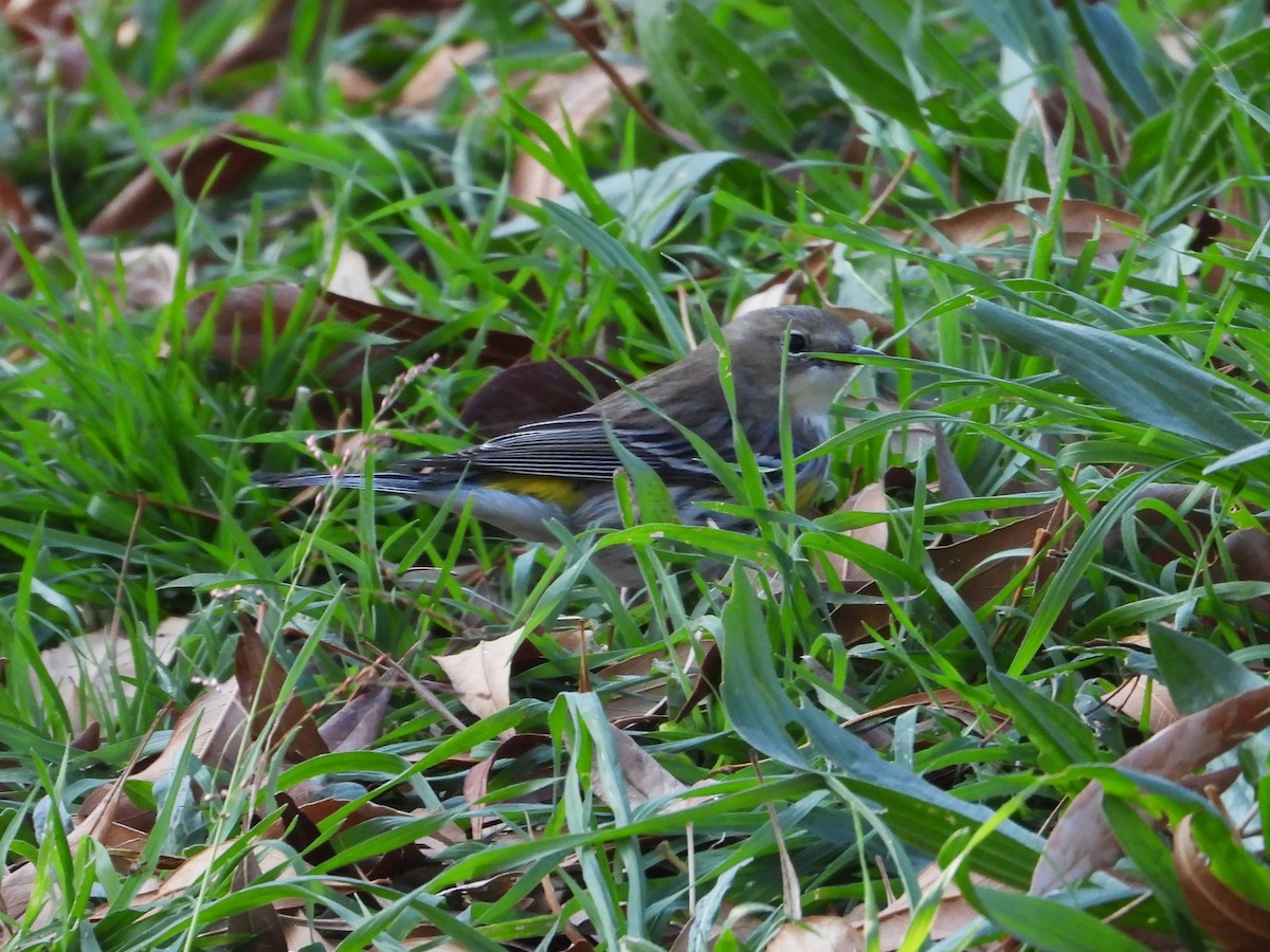 Yellow-rumped Warbler - ML647866632
