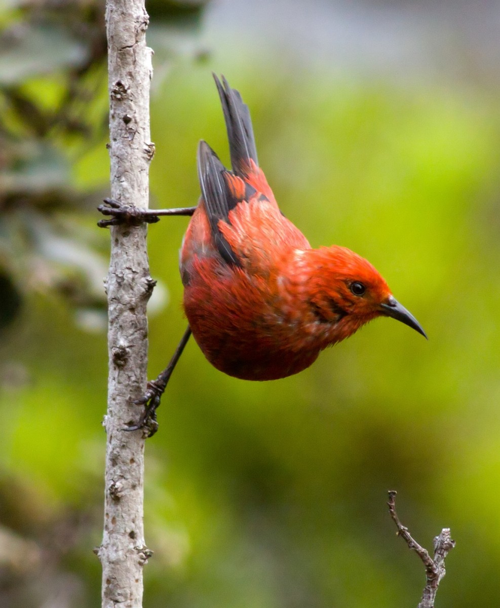 Apapane - ML647866634