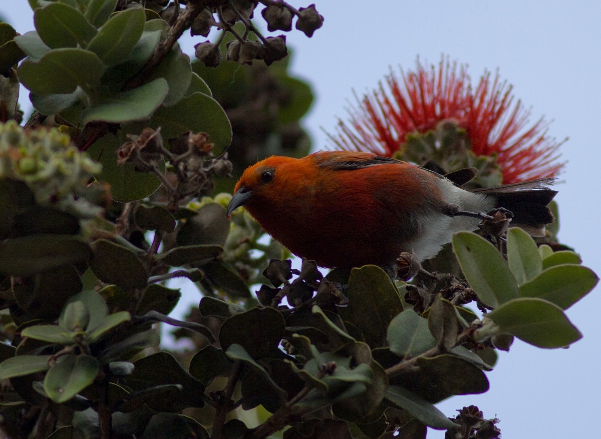 Apapane - ML647866635