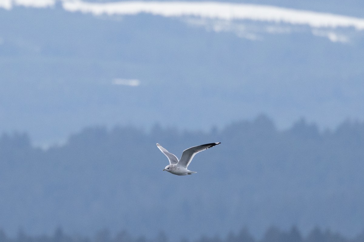 Short-billed Gull - ML647866636