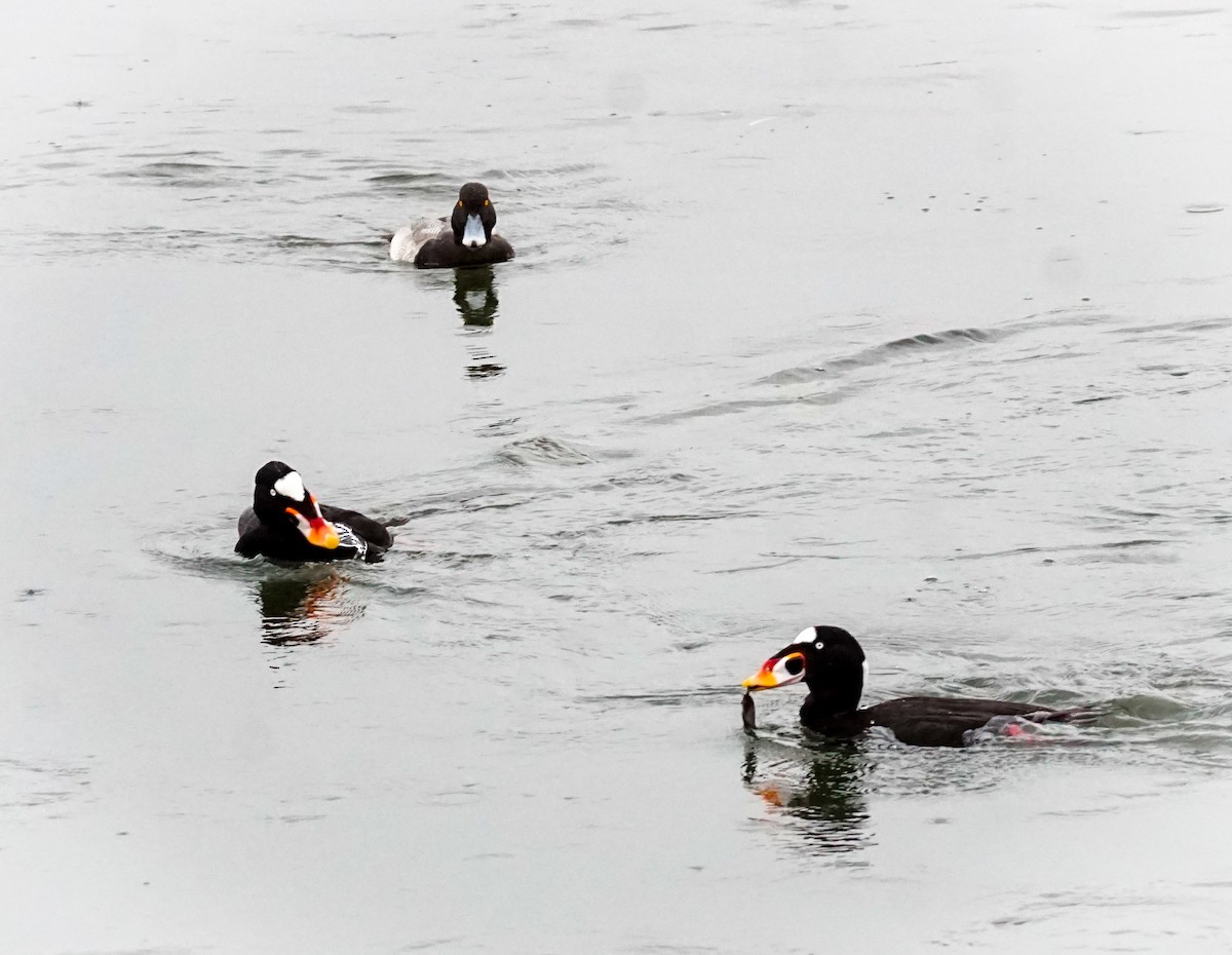 Surf Scoter - ML647866639