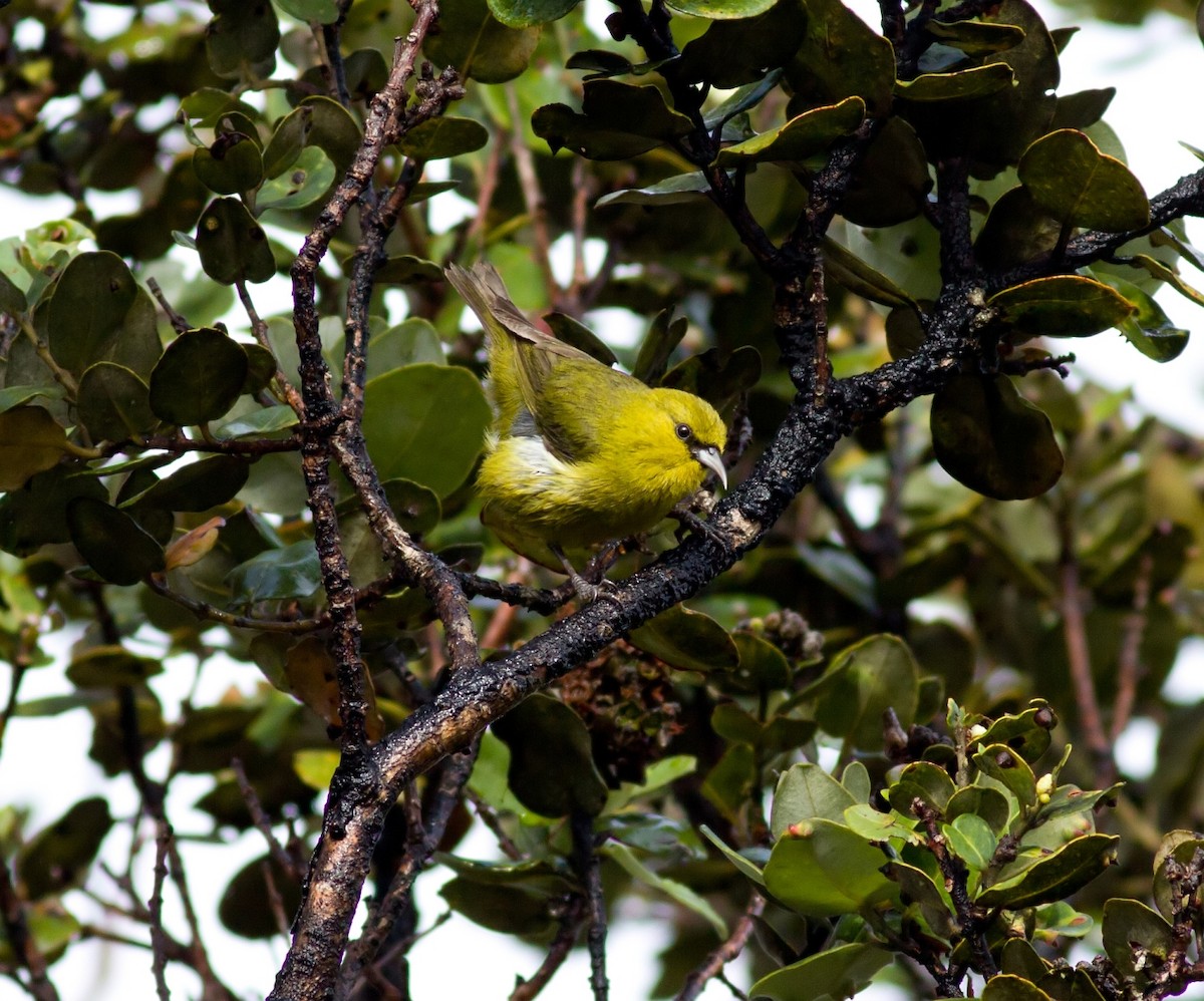 Hawaii Amakihi - ML647866643