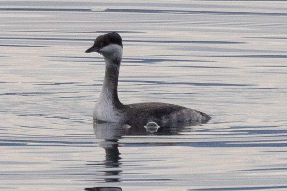 Short-billed Gull - ML647866646