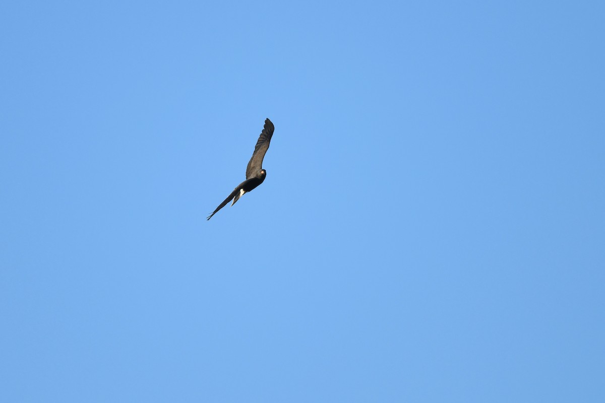 Snail Kite - ML647866647