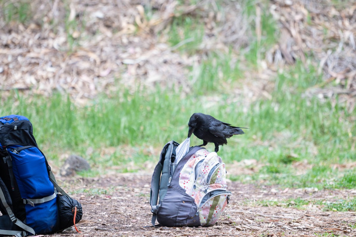 Common Raven - ML647866661