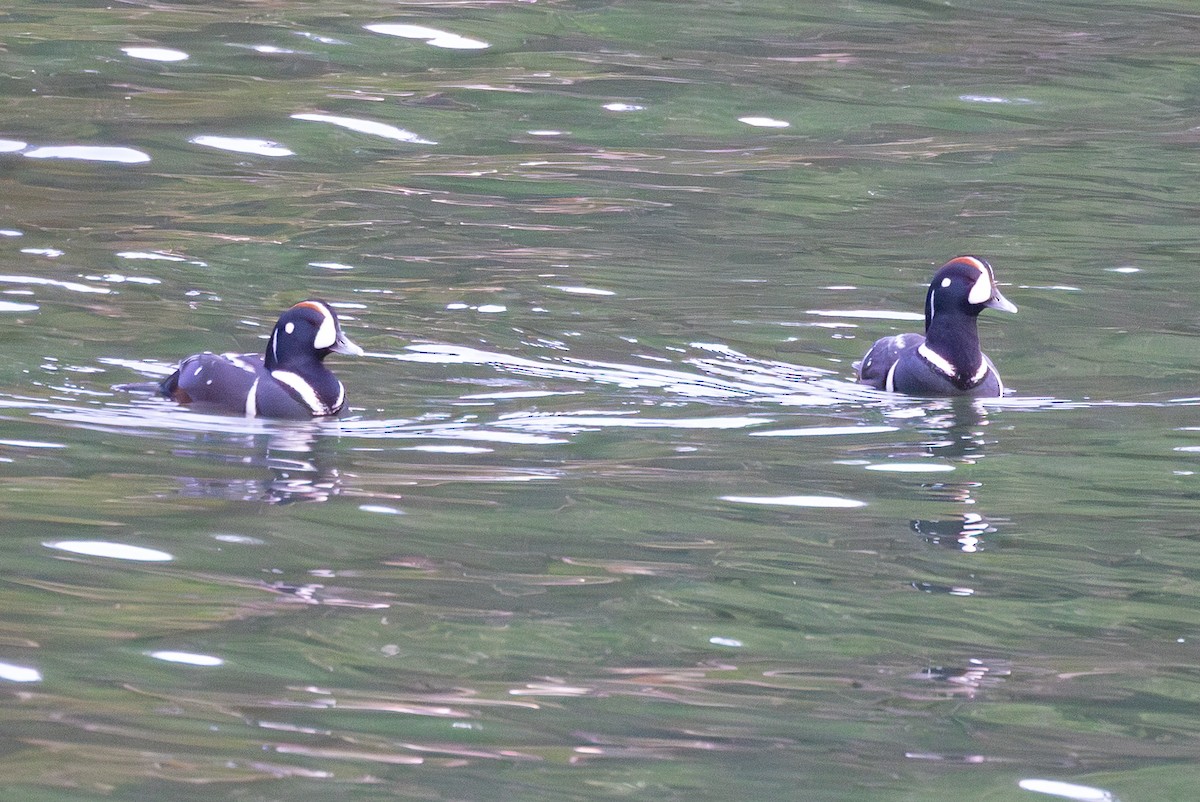 Palyaço Ördeği - ML647866683