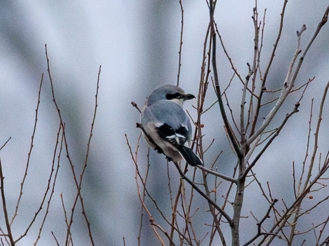 ťuhýk severní - ML647866706