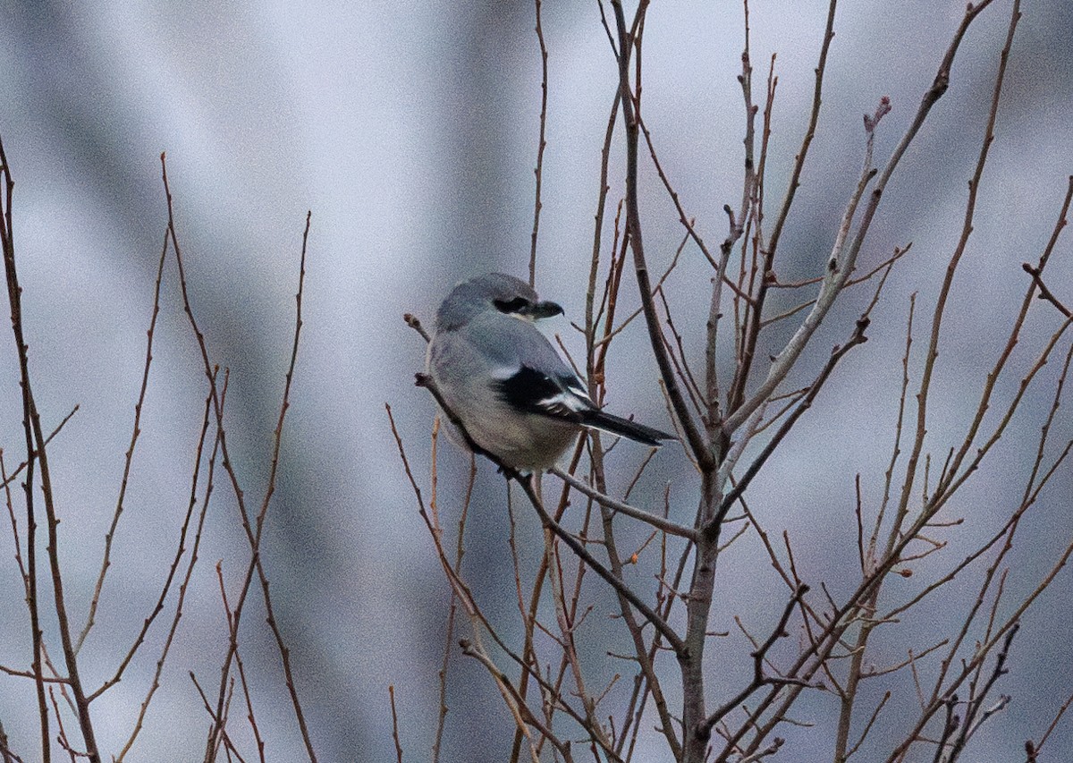 ťuhýk severní - ML647866707