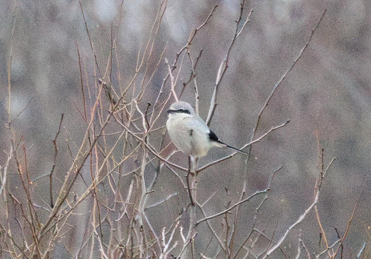 ťuhýk severní - ML647866708