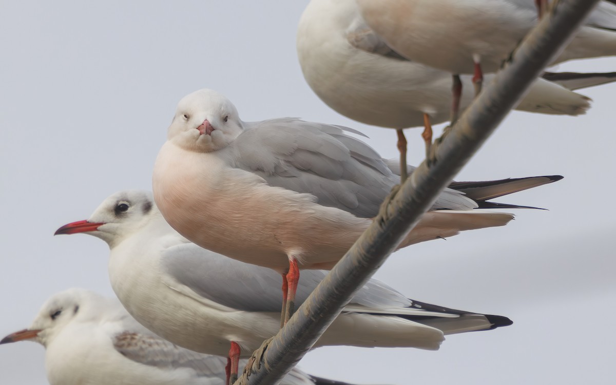 Морской голубок - ML647866754