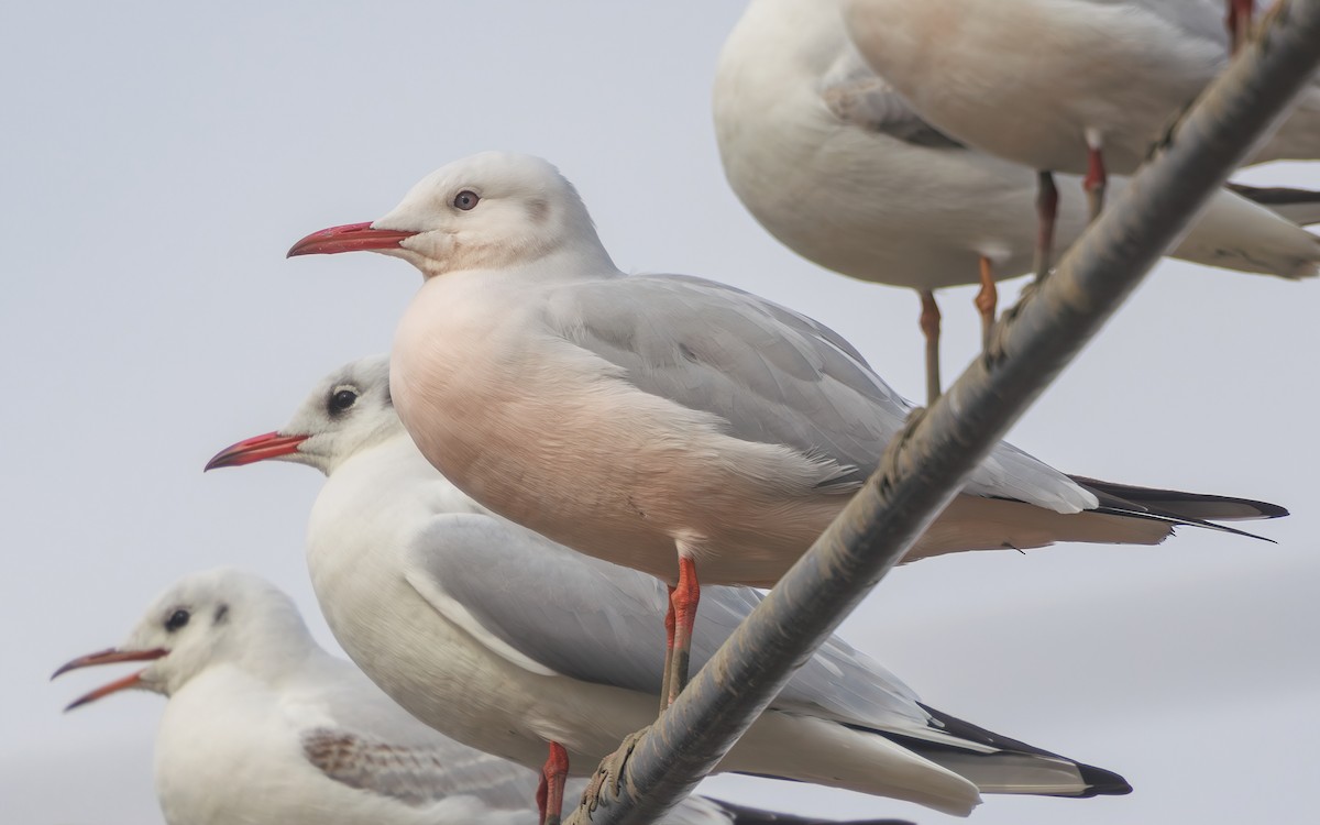 Морской голубок - ML647866755