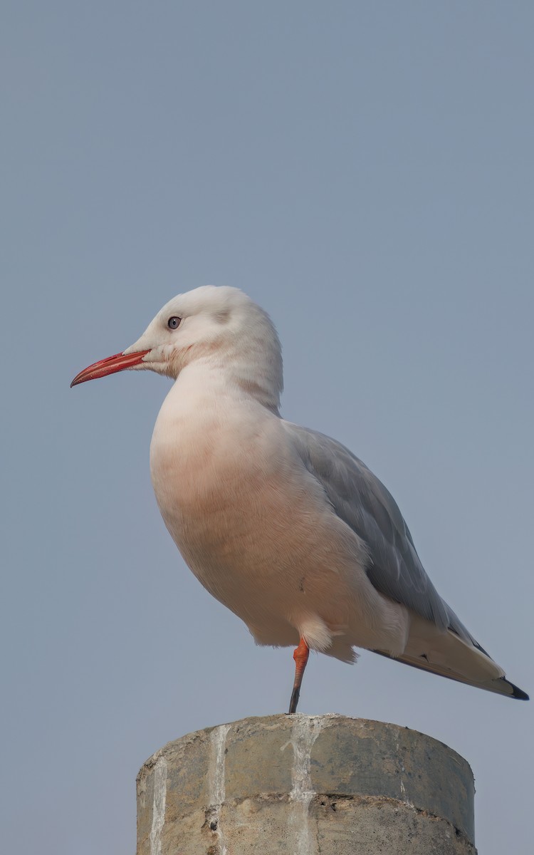 Морской голубок - ML647866756