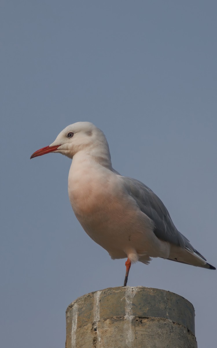 Морской голубок - ML647866757