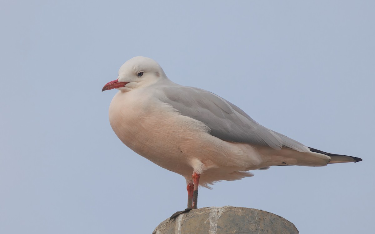 Морской голубок - ML647866759