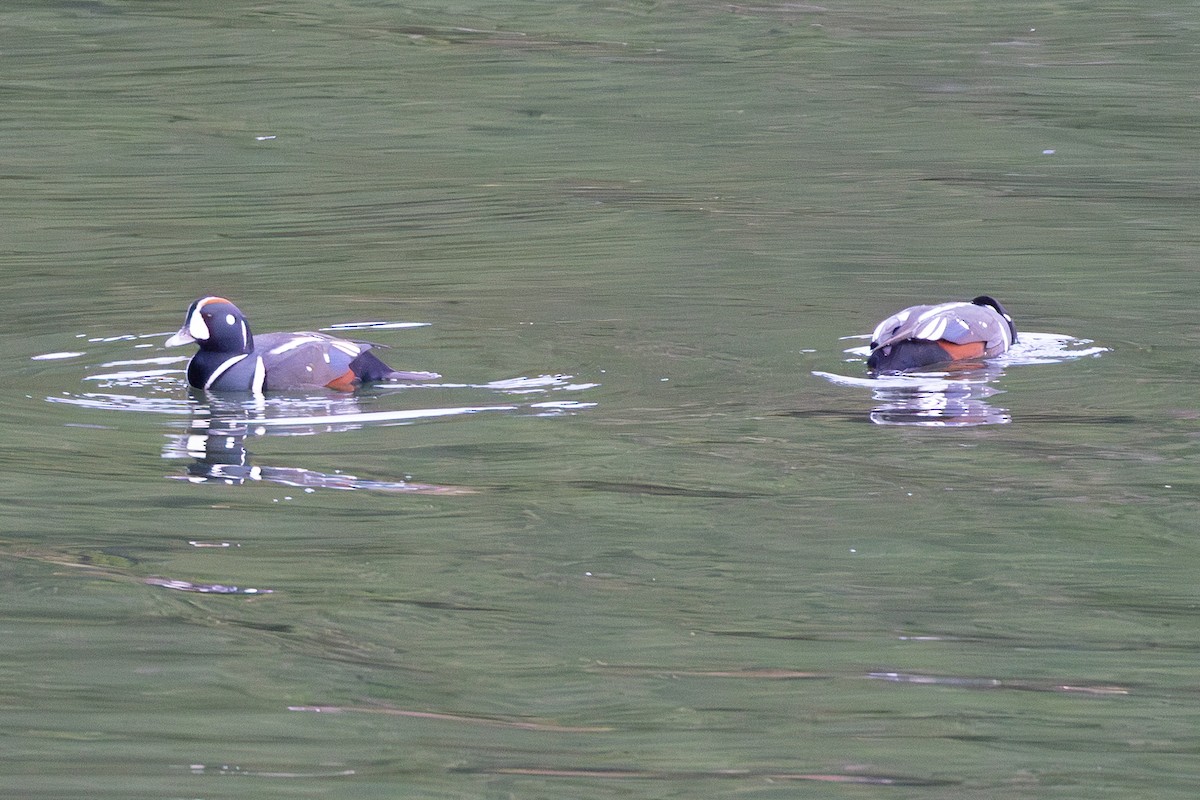 Palyaço Ördeği - ML647866767