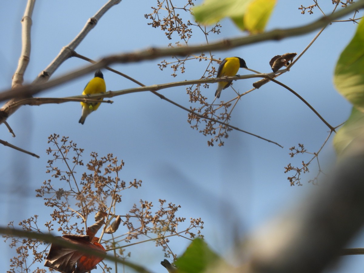 West Mexican Euphonia - ML647866794