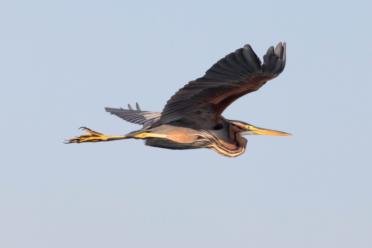 Purple Heron - ML647866810