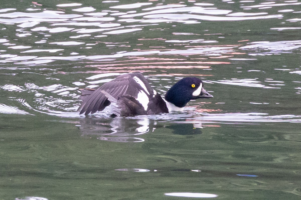 キタホオジロガモ - ML647866814