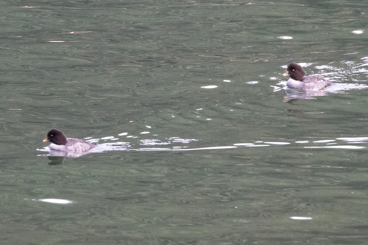 キタホオジロガモ - ML647866820