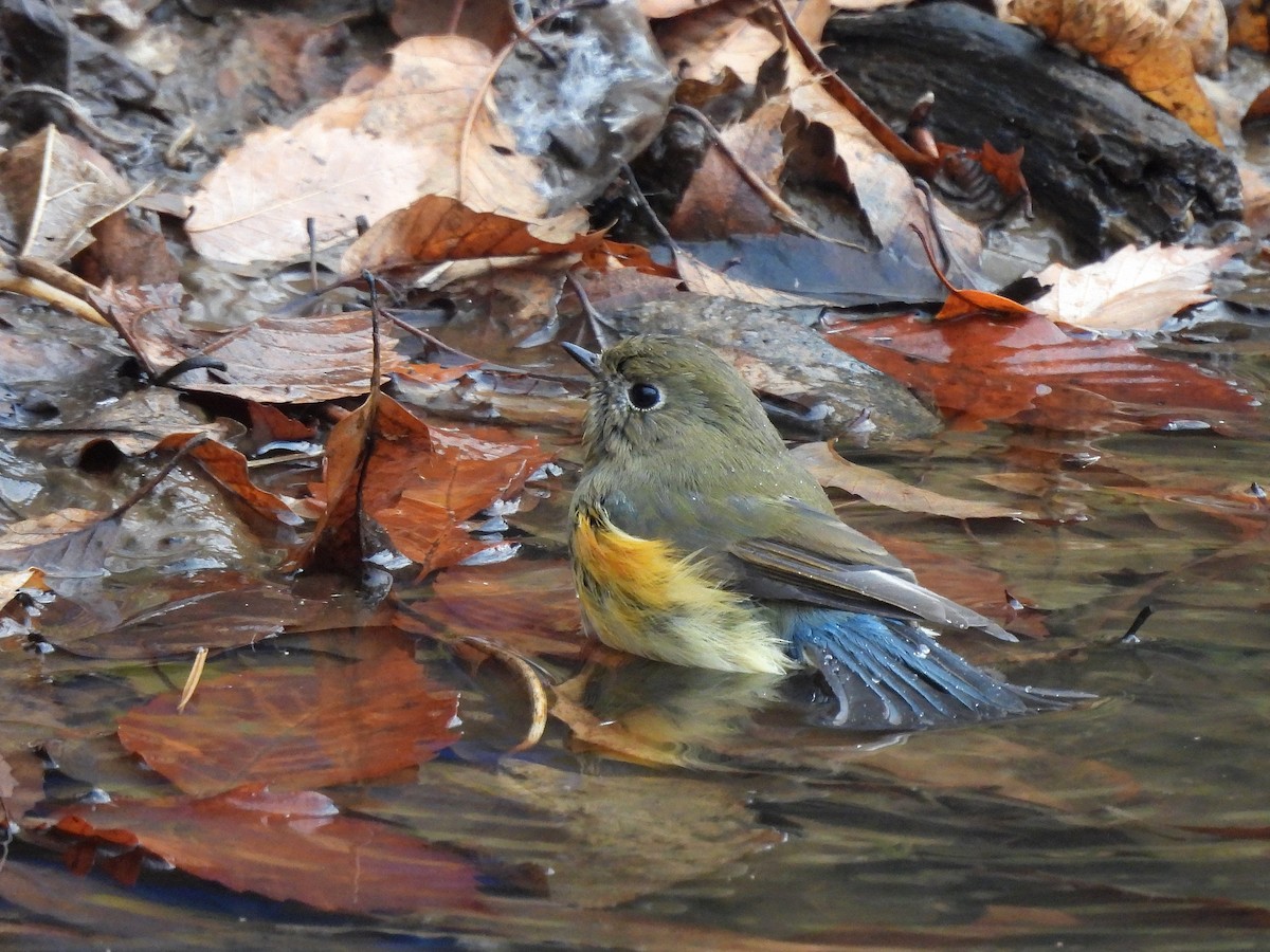 Red-flanked Bluetail - ML647866821