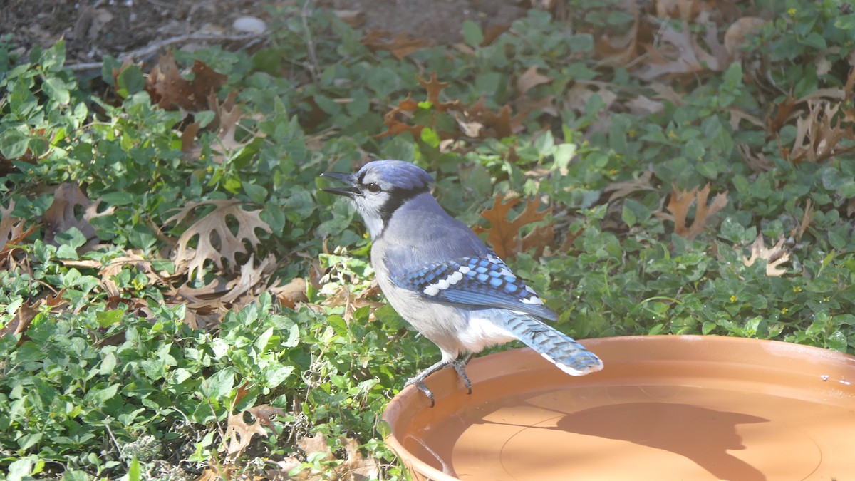 Blue Jay - ML647866833