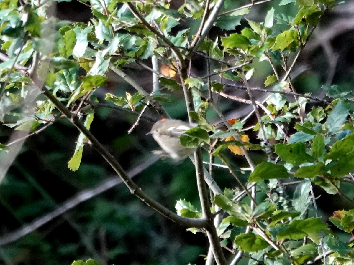 Золотомушка рубіновочуба - ML647866840