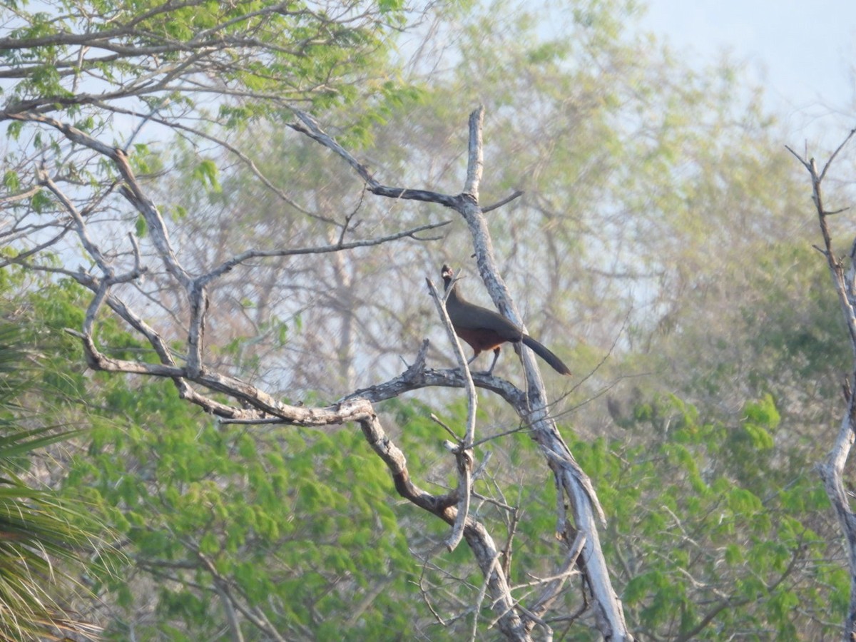 čačalaka rezavobřichá - ML647866850