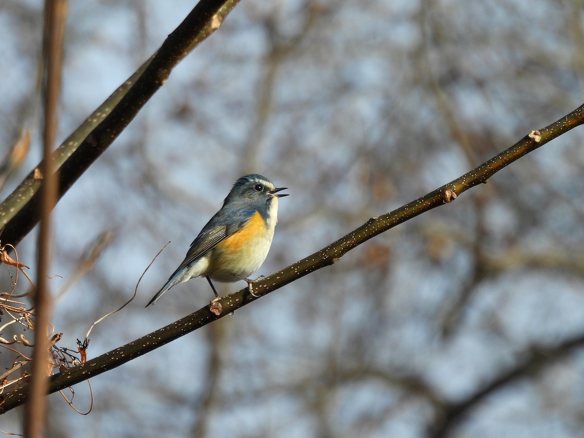 Red-flanked Bluetail - ML647866860