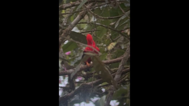 Андский скальный петушок - ML647866869