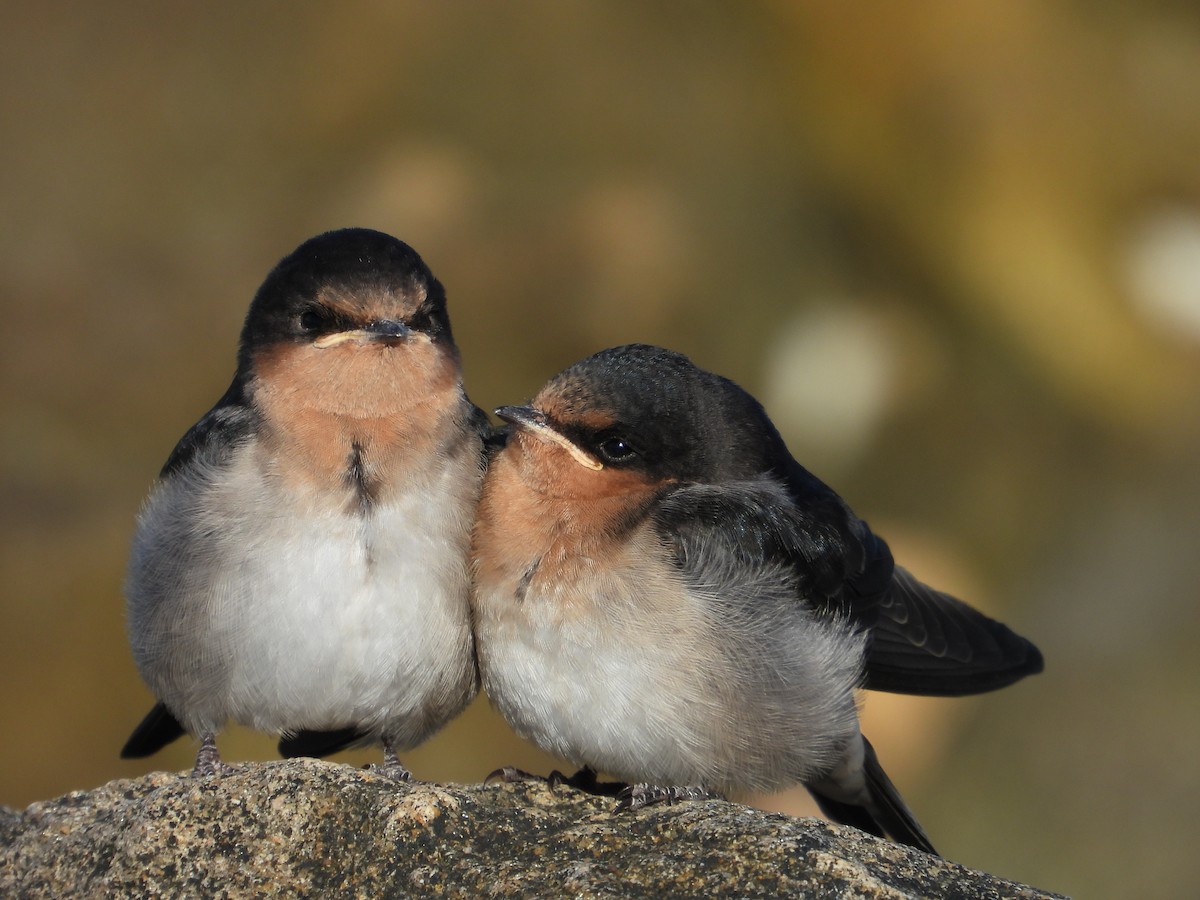 Краснолобая ласточка - ML647866870