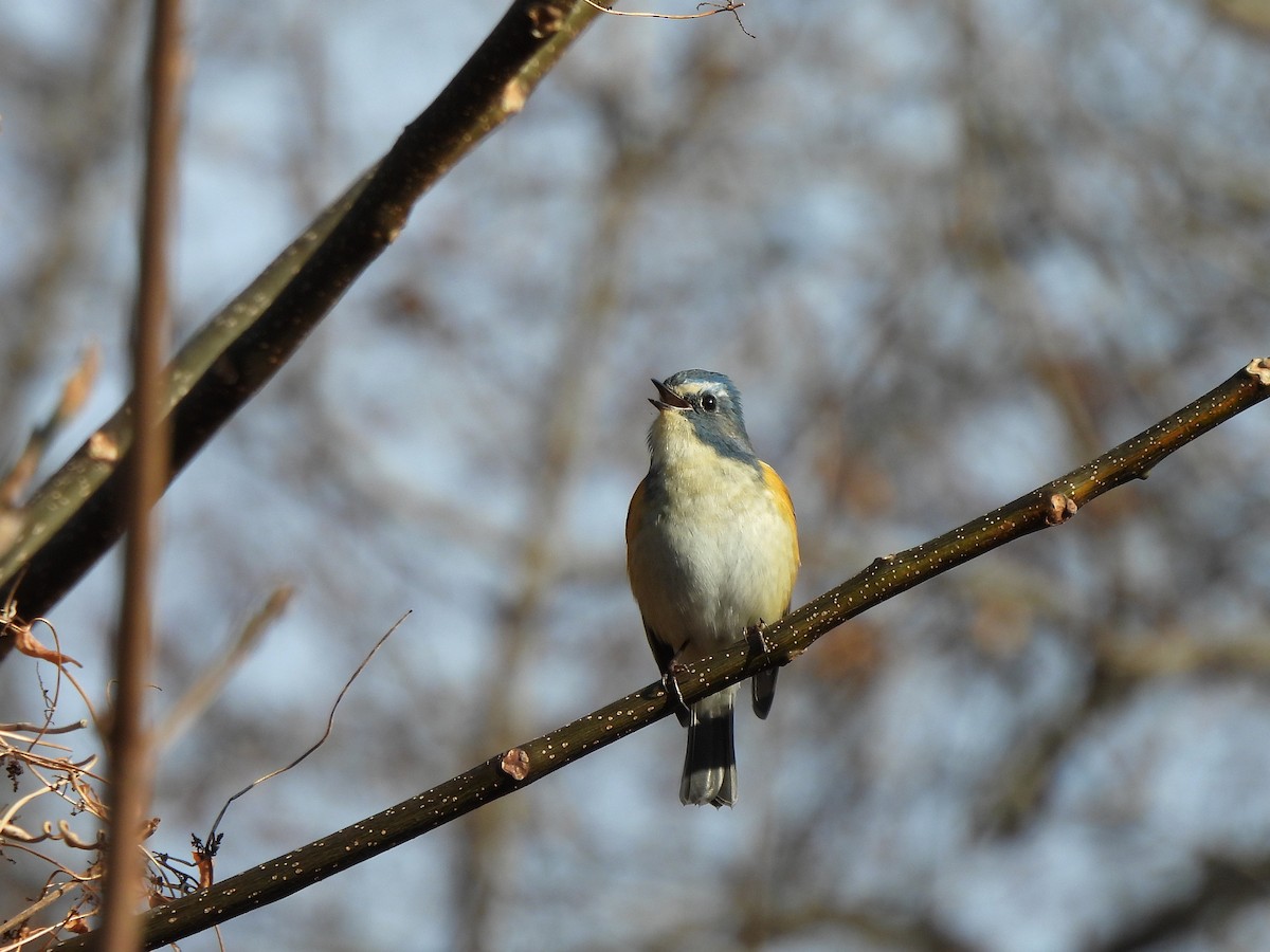 Red-flanked Bluetail - ML647866876